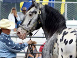 E-Designation Stallion, Sugarbush Harley's Classic O, showing in Open Draft Stallion at the VA State Fair. Owned by Rebecca Buck and shown by Tracy Meisenbach. Photo by Amber Taylor Photography.