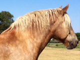 LLF's Apollo, Hardship Gelding owned by Livin' Large Farm.