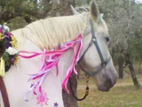 Improvement mare, Malibu Barbie owned by Devia Jordan.
