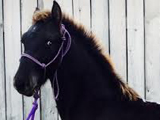 Lord Abraxas, Main Book Colt owned by Rockin' K Ranch of Kentucky.
