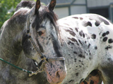 Sugarbush Harley's Classic O, E-Designation Stallion owned by Flint Ridge Ranch. Photo by Paul Worman.