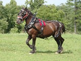 Sugarbush Felina del Noche, dam of Sugarbush Harley Quinn