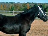 BF Black Duke Geo, Improvement Stallion owned by Boisvert Farms.
