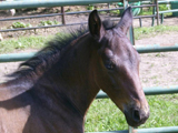 Wisconsin's Morning Grace, owned by Cindy and Kevin Arnold.