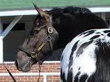 Daisy's Chief Dane, owned by Monnie Goetz.