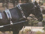 The Sugarbush Hitch Company at work