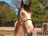 Heaven's Royal Love, bred by Double Diamond Appaloosas.