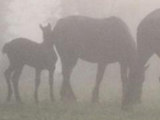 Sugarbush Hitch Company Mares and Foals, owned by Everett Smith