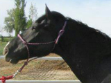 Merlin Most Wanted, owned by Lori Perez.