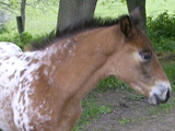 Wisconsin's Spotted Miracle, owned by Becky Jones.