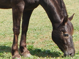 Improvement mare, Hexenhammer owned by Trinity Appaloosa Farm.