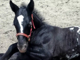 WRTD's SweeterThanWild, bred by Rockin' the Dots.