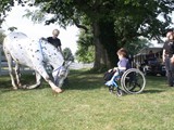 Stonewall Rascal pictured at Breyerfest performing tricks with Paul Baker and Bron Stark. Photo by Terri Nutter