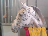 E-designation gelding, Stonewall Rascal with his winnings after the VA State Fair Draft Show. Owned by Trinity Appaloosa Farm.