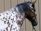 Wisconsin's Spotted Rebel, Main Book Gelding owned by Becky Jones.