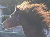 ASHDA Heritage and Approved Sire, Rorschach's Hextatic, owned by Rockin' the Dots