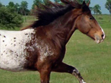 ASHDA Heritage and Approved Sire, Rorschach's Hextatic, owned by Rockin' the Dots