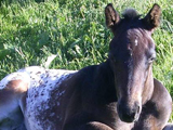 Wisconsin's Spotted Rock, owned by Becky Jones.