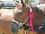 E-designation stallion, He'za Big O Texas Star cutting a pretty picture with his first ribbon.