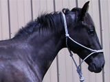Wisconsin's Smokey Joe, Main Book gelding owned by Cindy and Kevin Arnold.