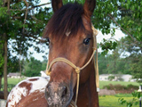 Takoda Warrior, bred by Rockin' K Ranch of Kentucky.