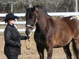 Hardship Gelding, DJH Thor of Hopehaven, showing in Halter. Owned by Dorinda Hennings.