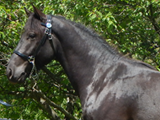Tyrion Twist, Main Book colt owned by Trinity Appaloosa Farm.